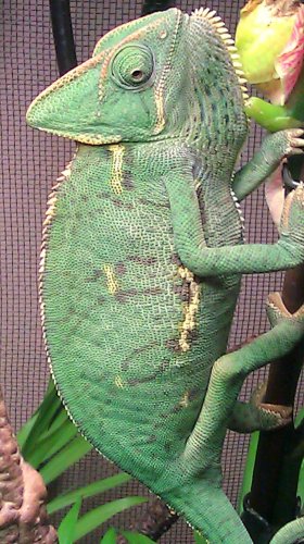 Tinny tummy puffed up.jpg