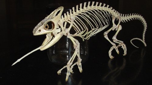 chameleon skeleton.jpg
