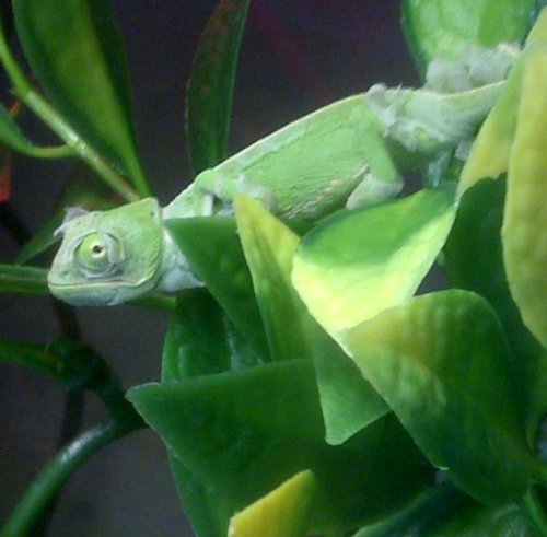 neelix shedding.jpg