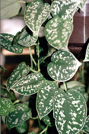 Scindapsus_pictus.jpg