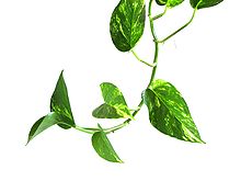Epipremnum_aureum_vine.jpg