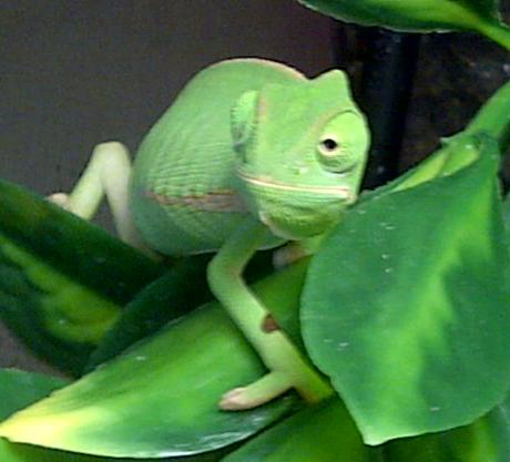 New Forest-20120528-00108.jpg