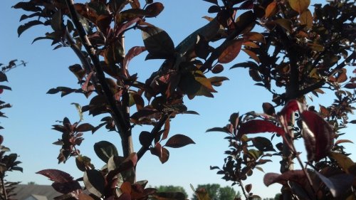 2012-05-27_17-58-18_861.jpg
