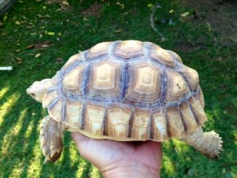 sulcata femalea.jpg