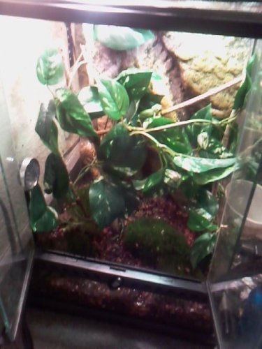 chameleon.jpg