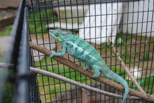 DSC_0945.jpg