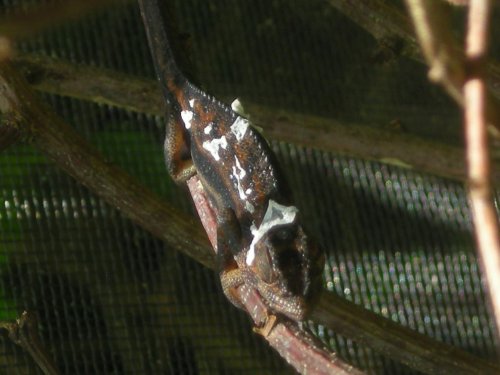 Bradys enclosure and Bradys 016.jpg