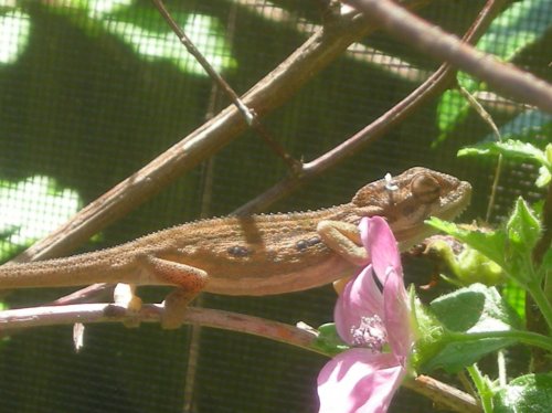 Bradys enclosure and Bradys 017.jpg