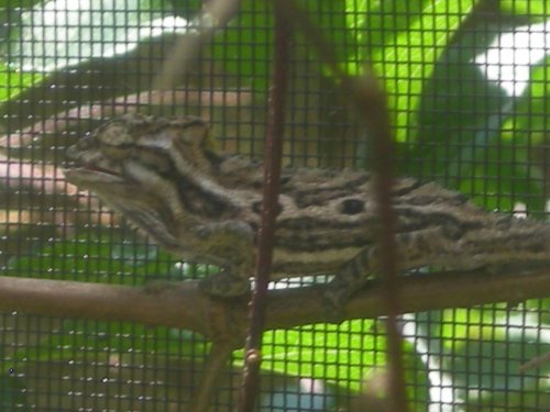 Bradys enclosure and Bradys 014.jpg