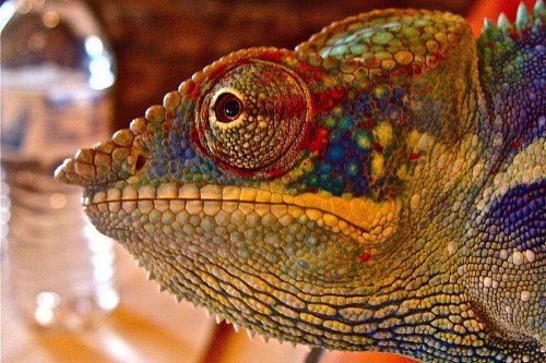 CLOSE-UP.jpg
