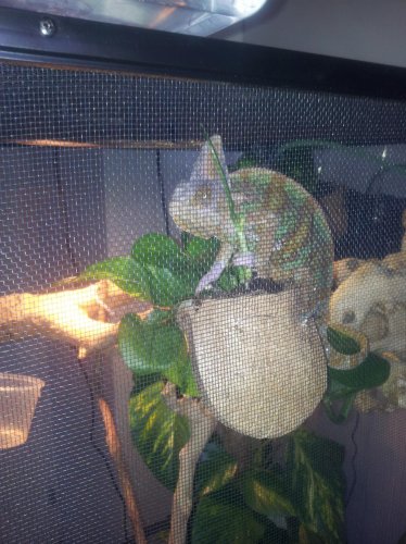 moijto new cage.jpg
