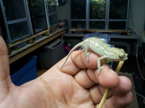 Windows Photo Viewer Wallpaper.jpg