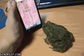 funny-gifs-frog-plays-ant-crusher.jpg