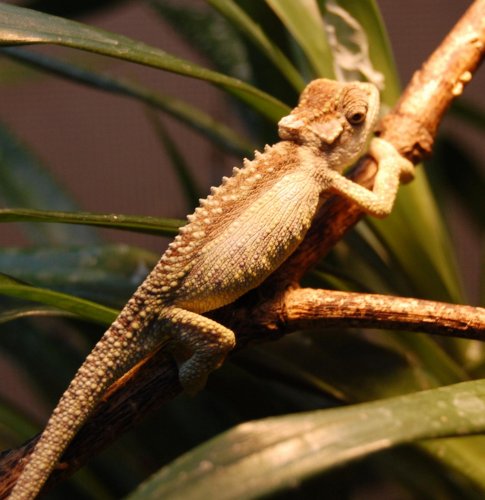 brady transvaalense 008.jpg