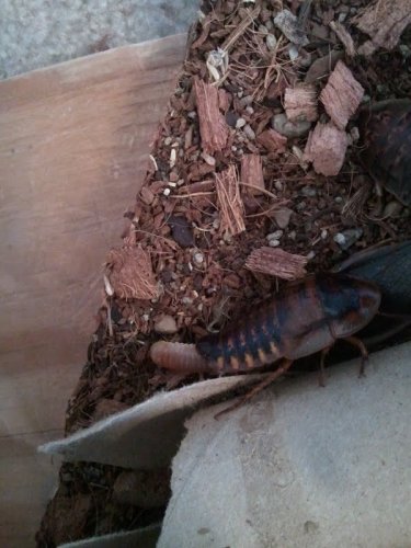 wtf roach 2.jpg