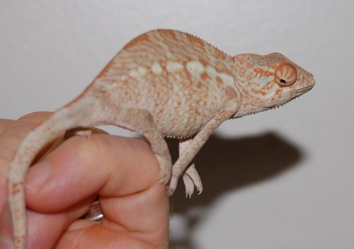 Blizzard girls! 001.jpg