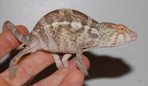 Blizzard girls! 002.jpg