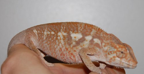 Blizzard girls! 003.jpg