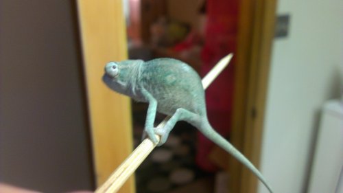 IMAG0009.jpg