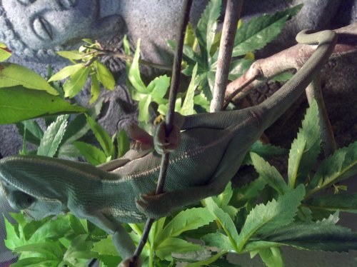 South Brazos-20120615-00060.jpg