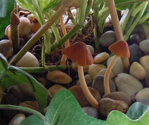 Mushrooms.JPG