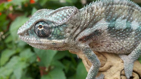 new cham1.jpg new cham1.jpg