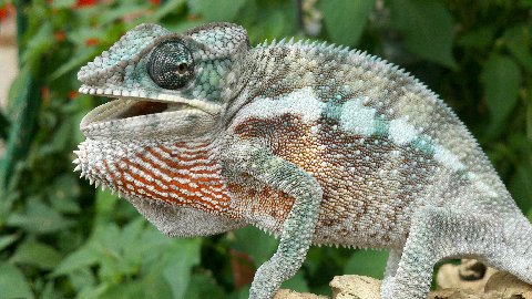 new cham2.jpg new cham2.jpg