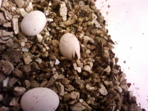 panthers eggs.jpg