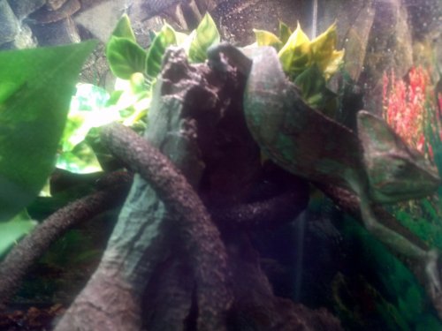 IMG_20120617_114247.jpg IMG_20120617_114247.jpg