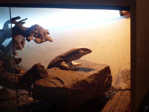 new lizards pics 040.jpg