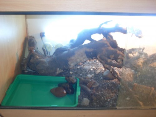 monitor viv 003.jpg