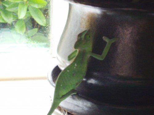 PICT0231.jpg