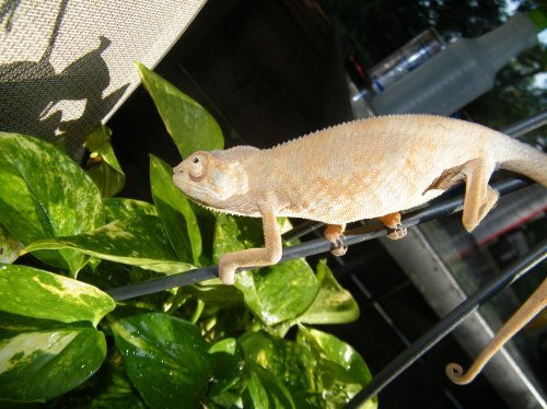 new photos cham 014.jpg