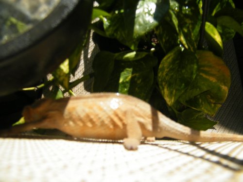 new photos cham 042.jpg