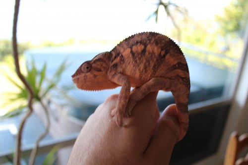 chameleons and logo 122.jpg