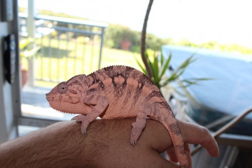 chameleons and logo 123.JPG