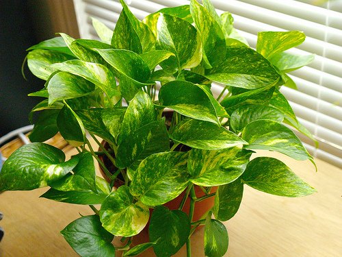 golden-pothos1.jpg