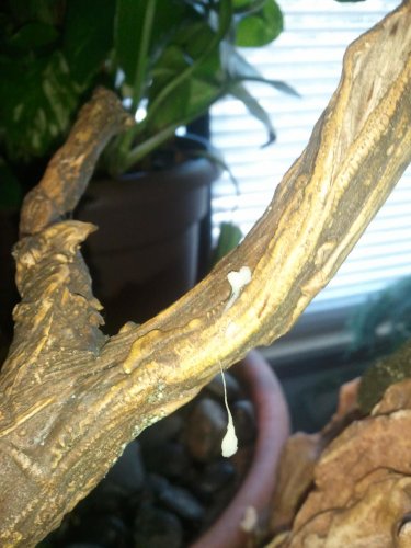 chameleon sperm plug.jpg