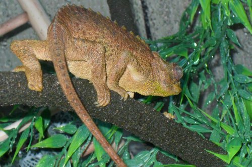 chameleon 022.jpg