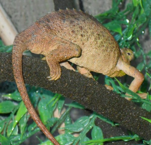 chameleon 023.jpg