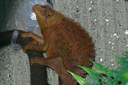 chameleon 011.jpg