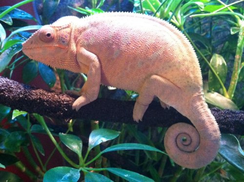 chloeggettinggravid.jpg
