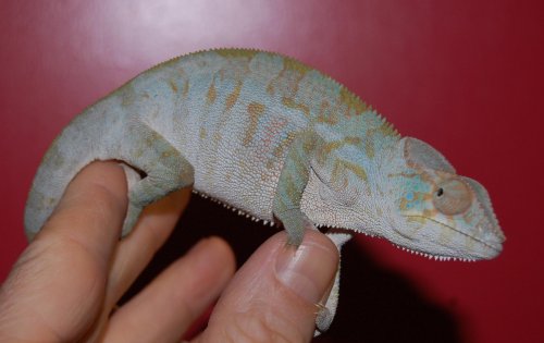 Galactus girl! 001.jpg