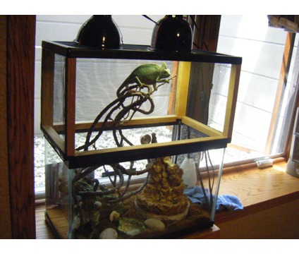 female veiled cham.jpg