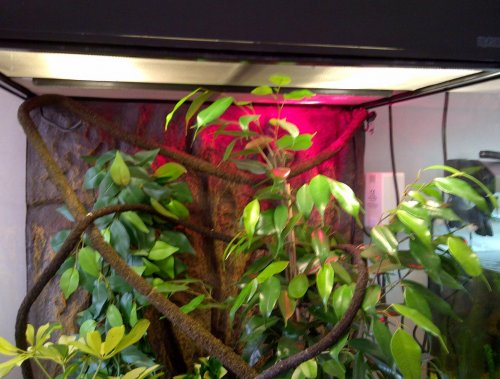 new cage basking.jpg