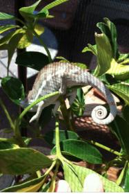 Screen Shot 2012-07-01 at 2.48.12 PM.jpg