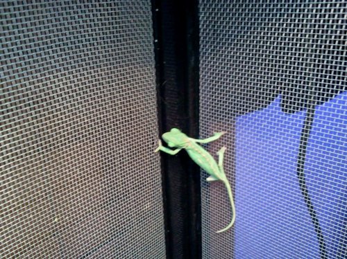 2012-07-01 20.05.12.jpg