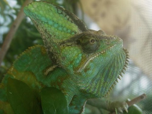 Hagrit - best - Copy.jpg