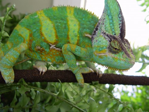 Hagrit1 - 1-28-11.jpg