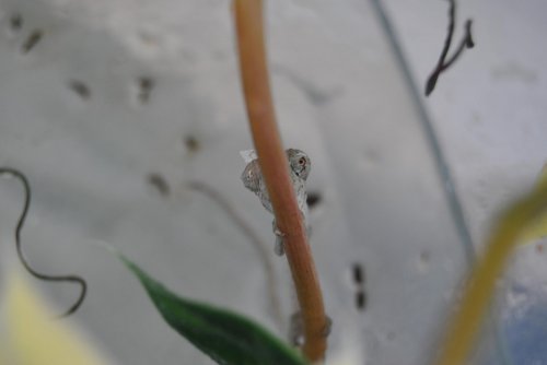 DSC_0084.jpg